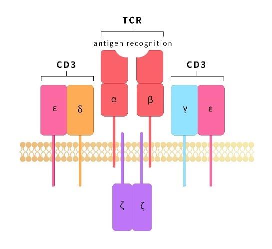 2_CD3-targeted therapeutic antibody.jpg