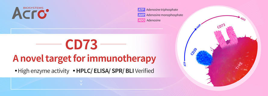 Acro CD73 A novel target for immunotherapy.jpg