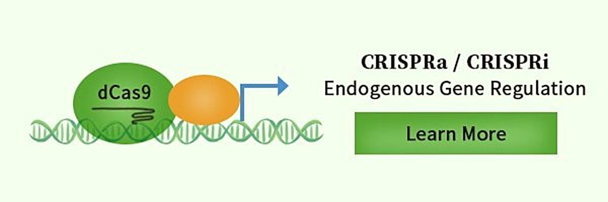 CRISPRa & CRISPRi in gene regulation.jpg