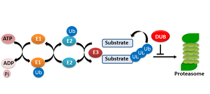 The ubiquitylation reaction is a sequential process mediated by three enzymes.png