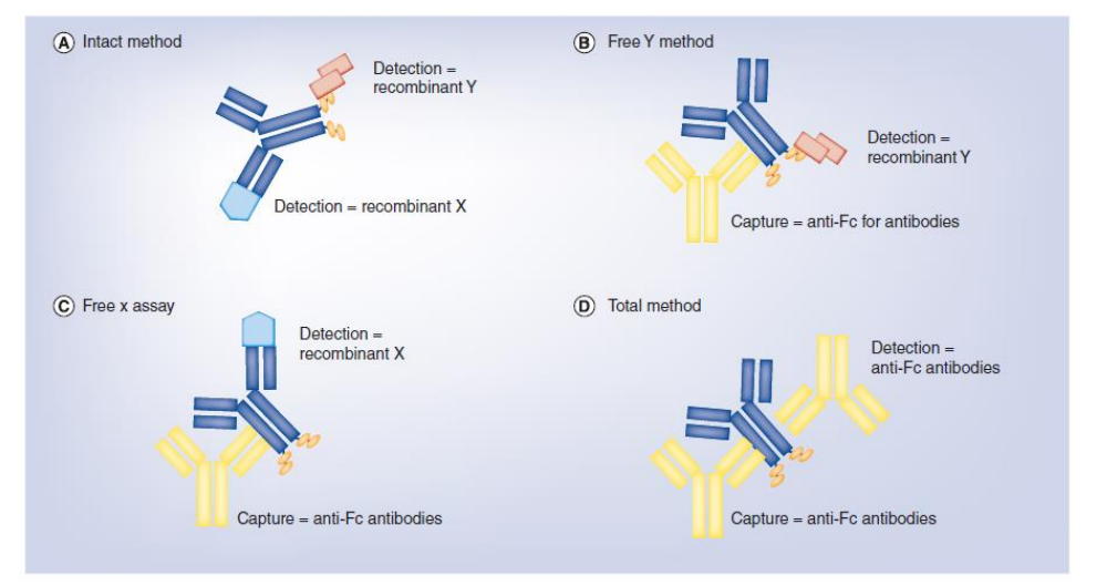 How_much_do_you_know_about_the_Bioactivity_analysis_of_bispecific_antibody_7.png