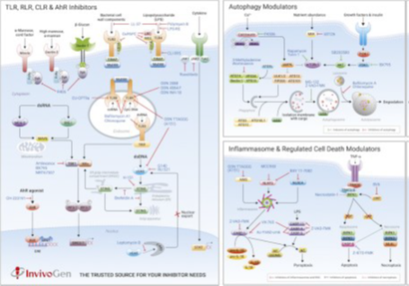 Poster_on_Inhibitors_Signaling_Pathways_1.png