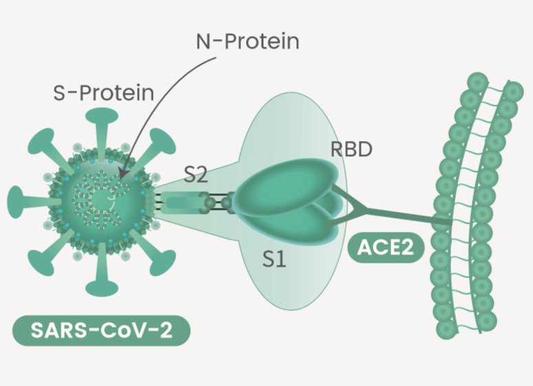 SARS-CoV-2_Research_Tools_Antigens,_Antibodies,_Detection_Kits_2.png