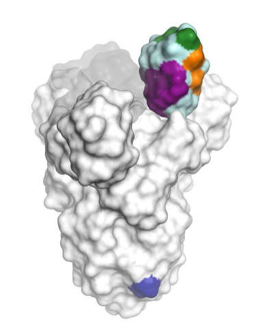 SARS-CoV-2_Research_Tools_Antigens,_Antibodies,_Detection_Kits_3.png
