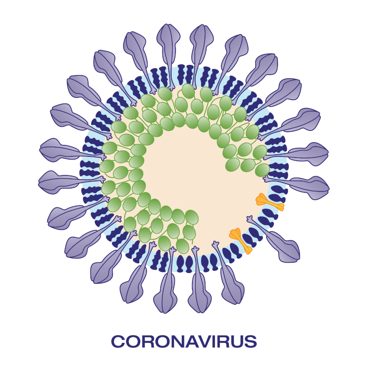 SARS-CoV-2_Research_Tools_Antigens,_Antibodies,_Detection_Kits_9.png