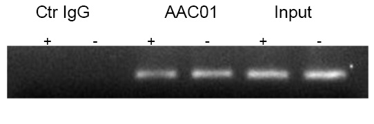 antibody cyto 4.jpg