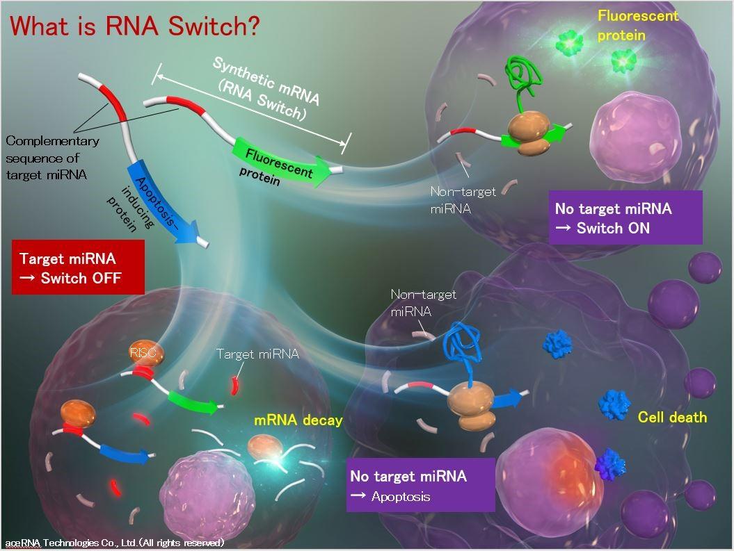 What is RNA Switch.jpg