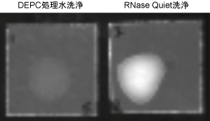 図1 RNase汚染カバーガラスにおけるRNase除去効果