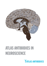 Atlas-Antibodies-in-Neuroscience.jpg
