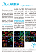 Immunofluorescence-in-cell-lines-using-Triple-A-Polyclonals.jpg