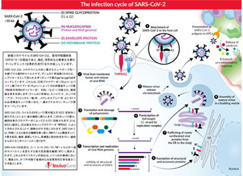 The-infection-cycle-of-SARS-CoV-2-w350.png