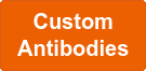 Antibodies.png