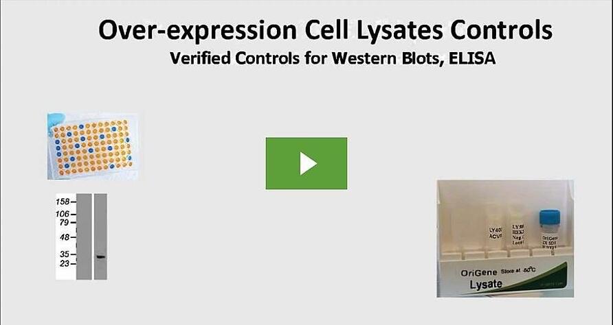 Over-expression_Cell_Lysates_Controls.jpg