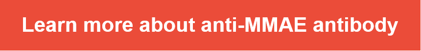 Learn_more_about_anti-MMAE.PNG