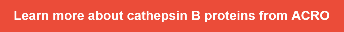 Learn_more_about_cathepsin_B.PNG