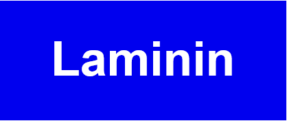 Laminin.PNG