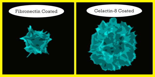 Fibronectin_vs_Galectin-8.gif