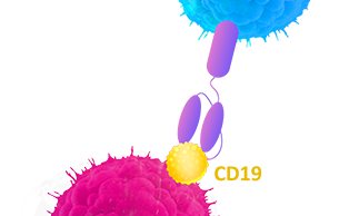 CD19_protein.png