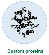 Custom_Proteins.PNG