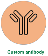 Custom_antibody.png