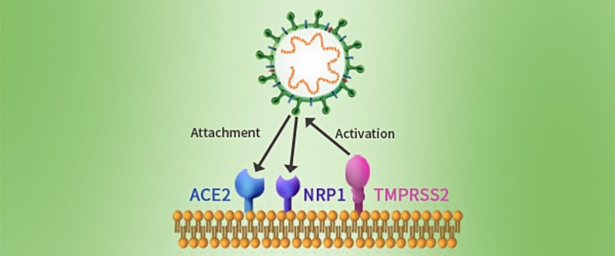 NRP1_A_new_SARS-CoV-2_cell_attachment_and_entry_factor.jpg
