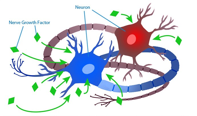 Neural factors.png