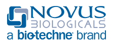 Novus_logo.PNG