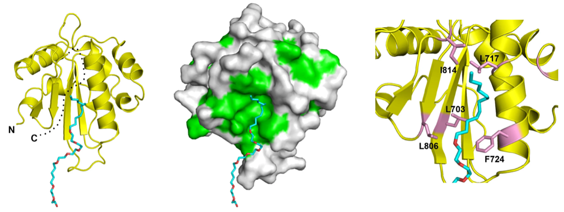Structure_of_third_thioredoxin_like_domain_of_UDP.png