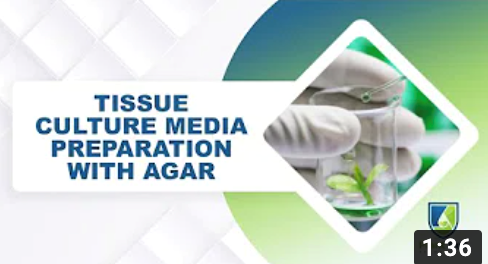 Tissue_Culture_Media_Preparation_With_Agar.png