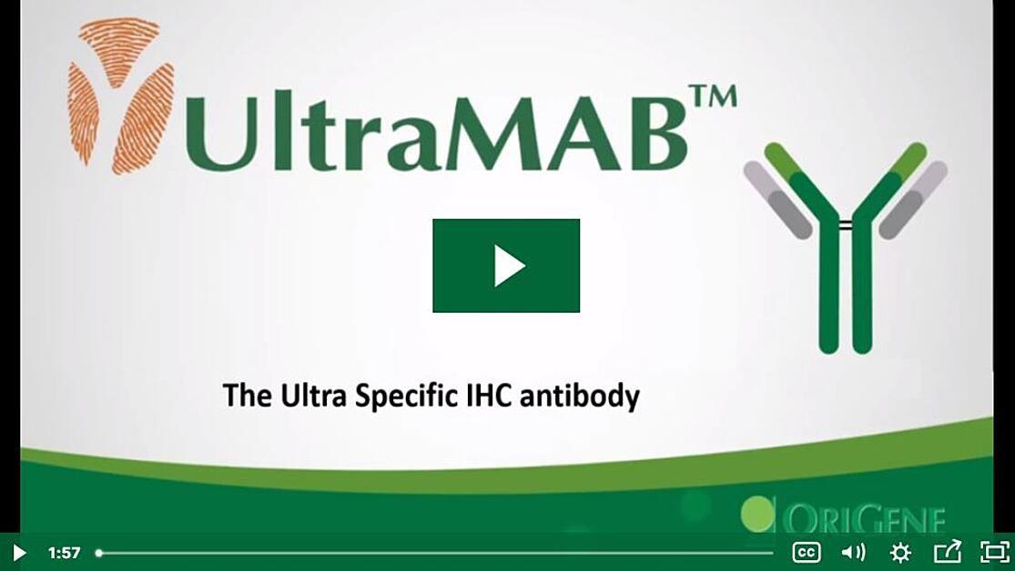 UltraMAB_The_Ultra_Specific_IHC_antibody.jpg