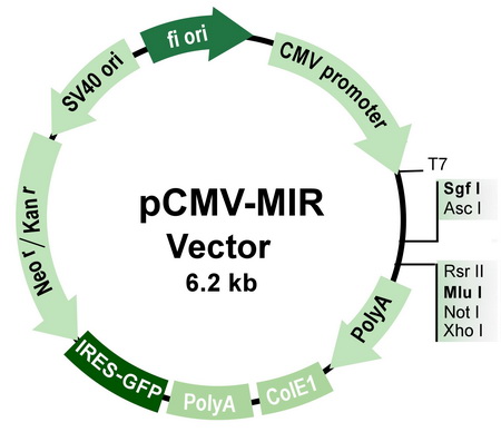 pCMV-MIR.jpg