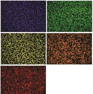 Minor-Groove_DNA_Binder_Dyes_For_Fluorescence_Microscopy_2.jpg