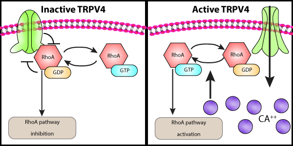 Neuropathy-causing_TRPV4_mutations_disrupt_TRPV4-RhoA_interactions_2.gif