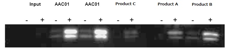 antibody cyto 2.jpg