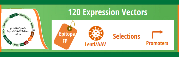 img-120-Expression-Vectors.png