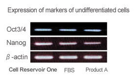 Mouse ES cells: Proliferative ability and undifferentiated state-3