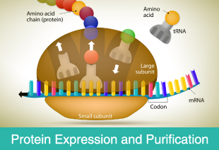 Protein Expression and Purification