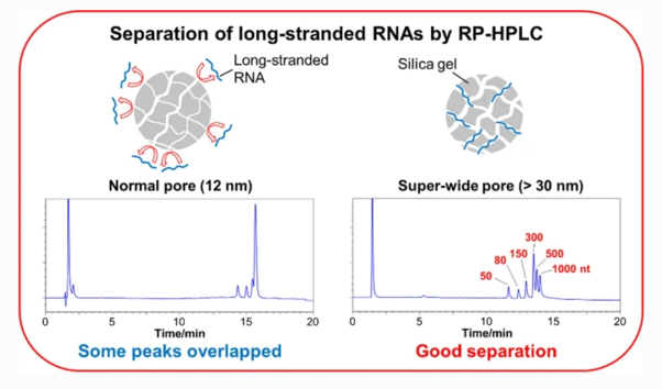 RNA-RP1.PNG