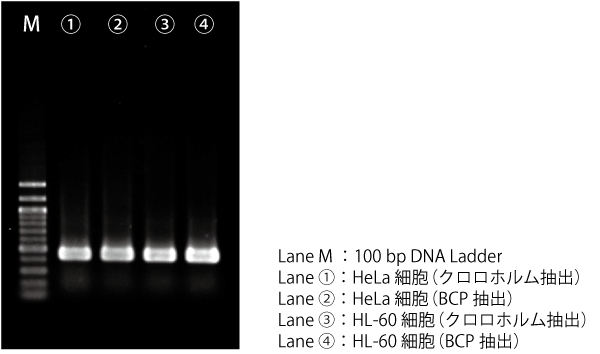 T-175-p2-RT-PCR.png