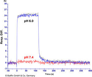 p7-Fc receptors_Binding Activity Validated_FcRn_SPR.jpg