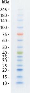 protein_ladder_one_plus_seihinhikaku1.png