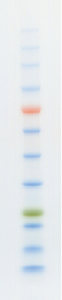 protein_ladder_one_plus_seihinhikaku5.png