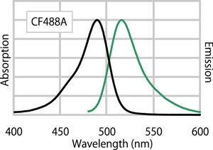 CF™ 488A 標識二次抗体の励起/ 蛍光スペクトル