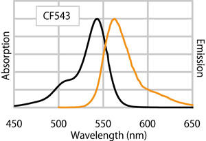CF™ 543 標識二次抗体の励起 / 蛍光スペクトル