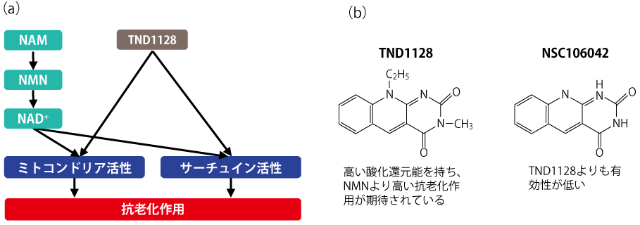 TN31-p1-2.png