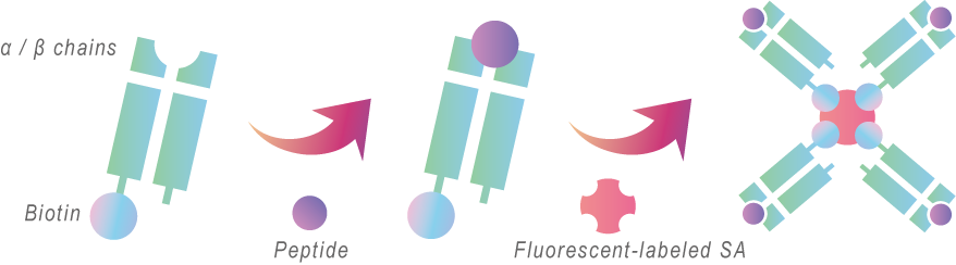 ACROBio_MHC_1.png