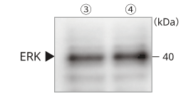 HEK293-ERK.png
