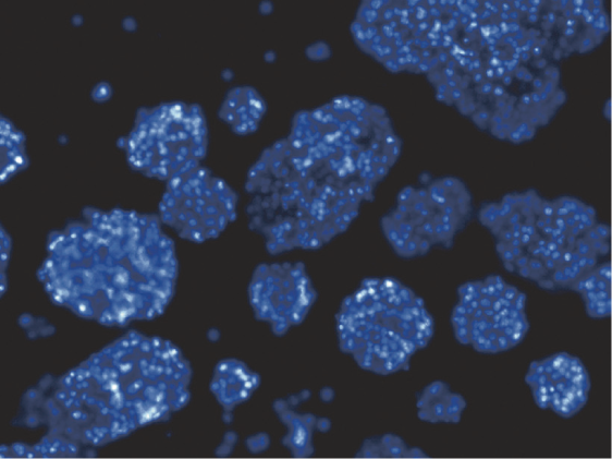 I450_DAPI.png