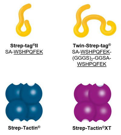 IBA_Test_strep-tag.jpg