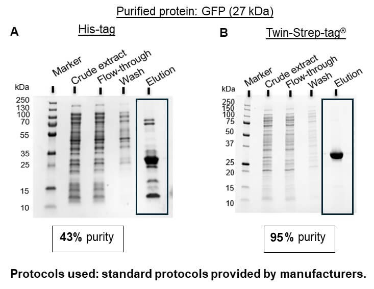IBA_Twin-Strep-tag_GFP-His-tag.jpg